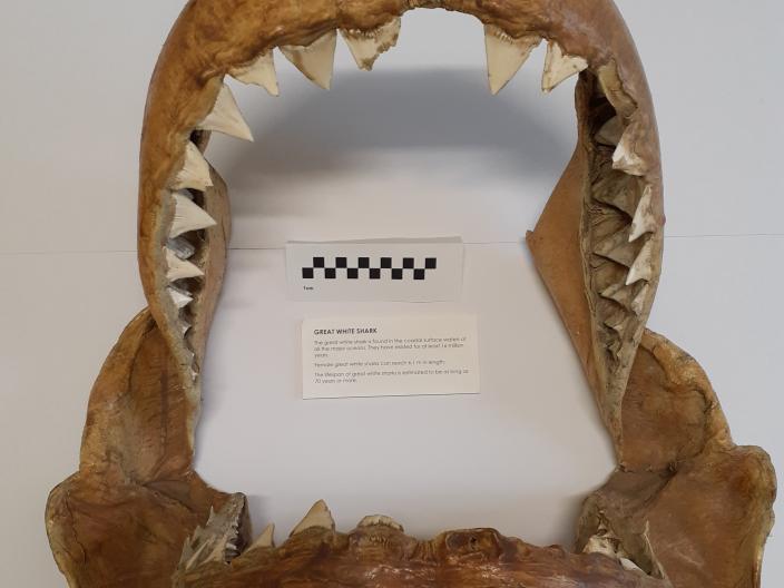 Fun at Home Cardboard Shark Jaws Western Australian Museum